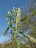 Conyza canadensis