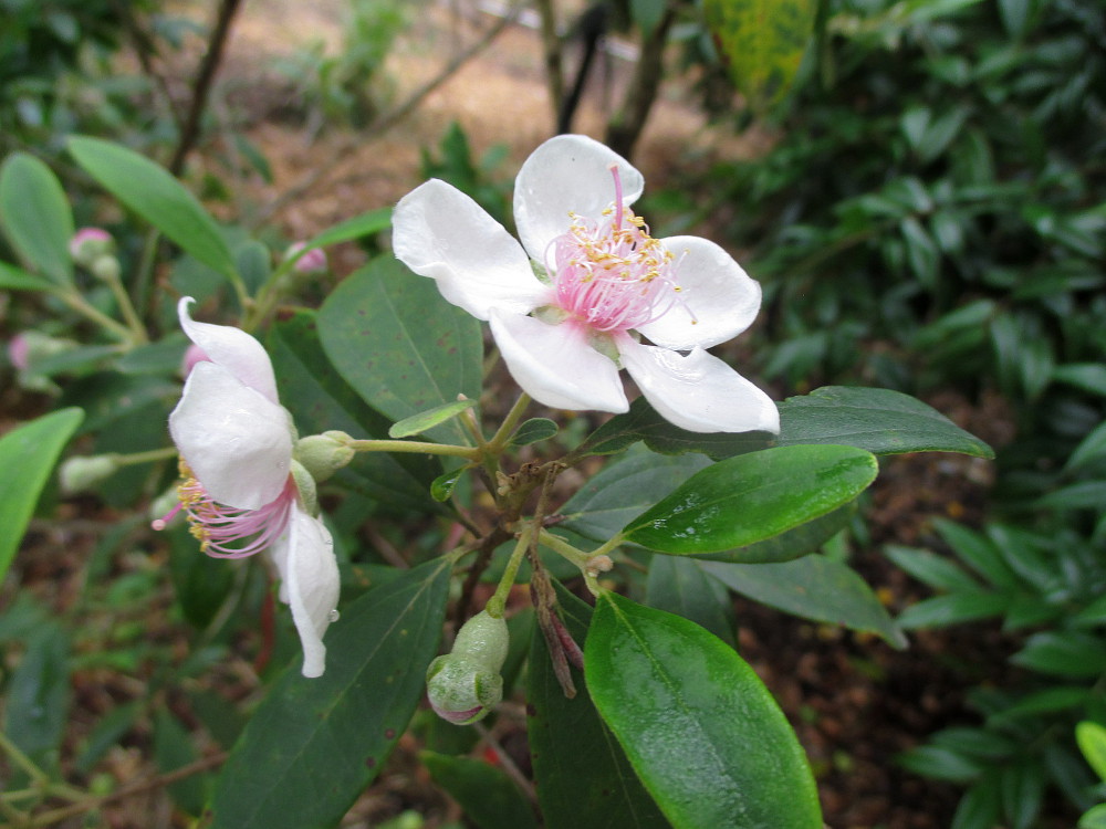 Изображение особи Rhodomyrtus tomentosa.