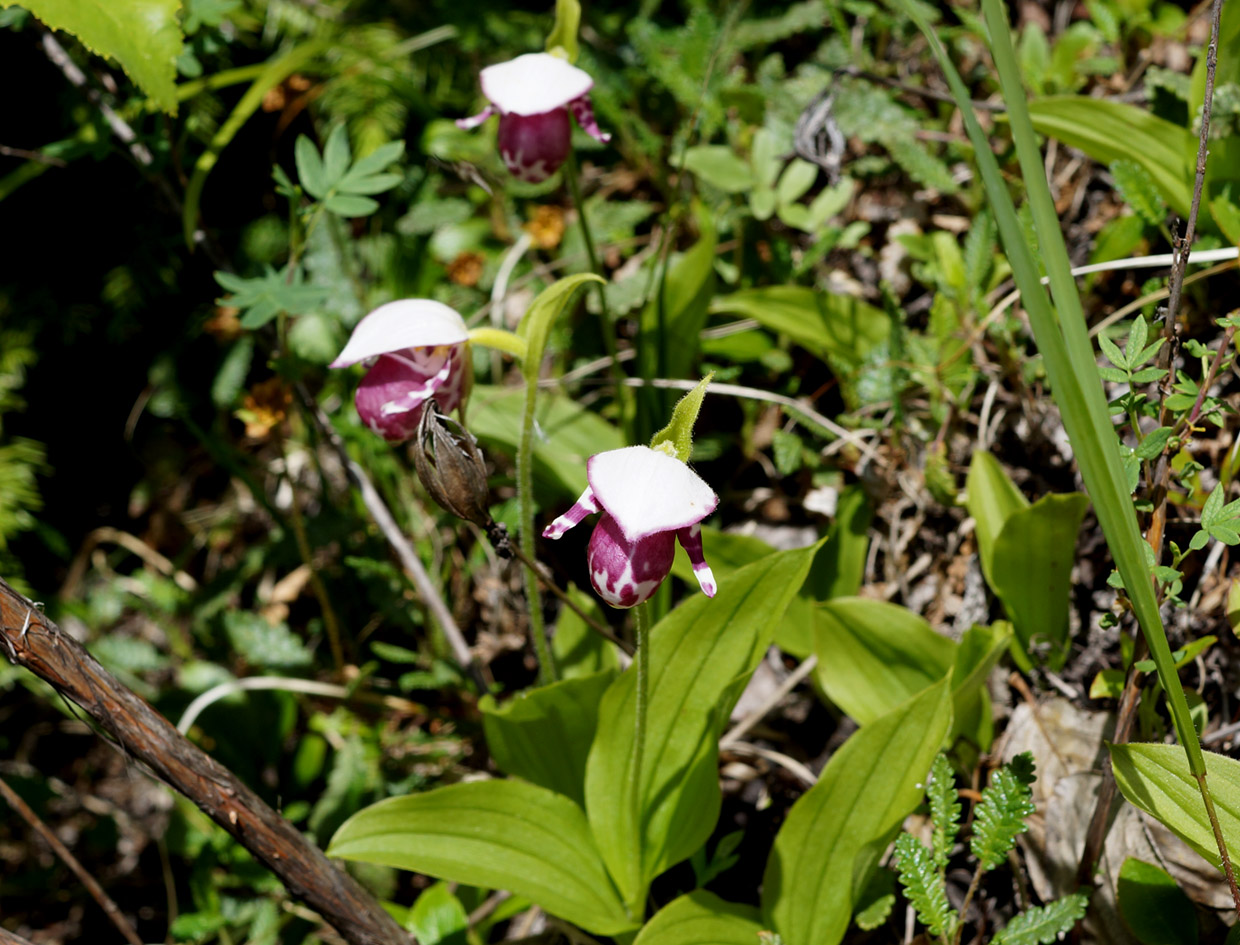 Image of Cypripedium guttatum specimen.