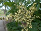 Sapindus saponaria