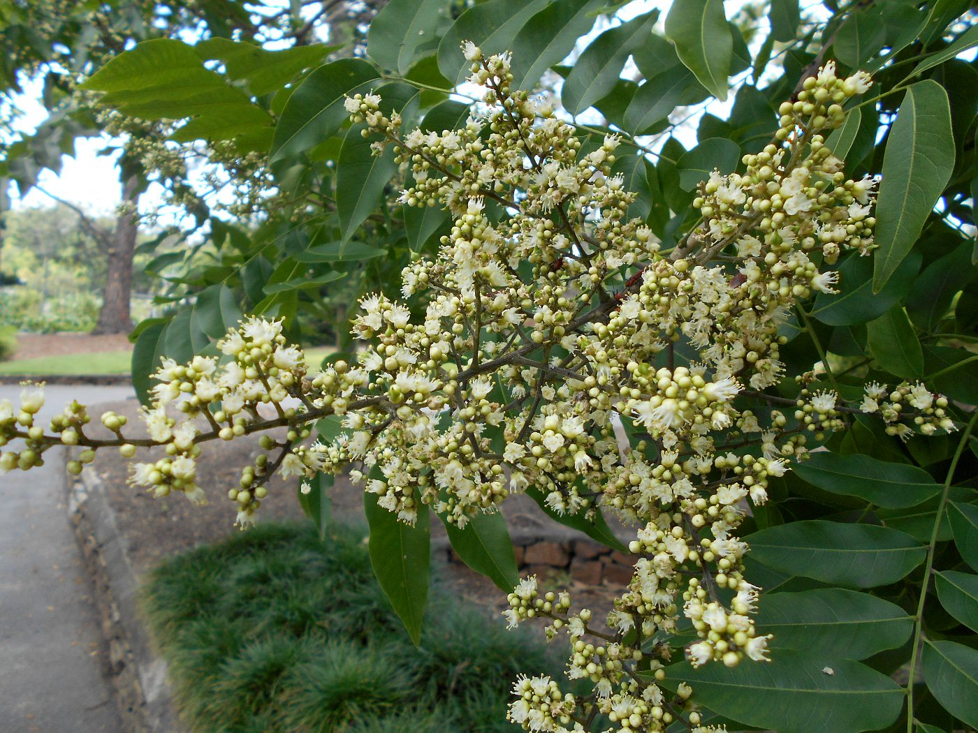 Image of Sapindus saponaria specimen.