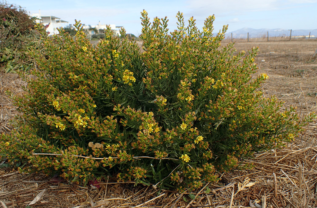 Image of Dittrichia viscosa specimen.