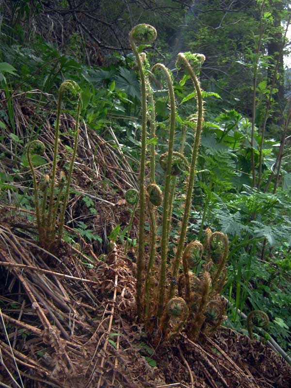 Image of Dryopteris filix-mas specimen.