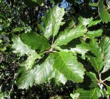 Sorbus intermedia