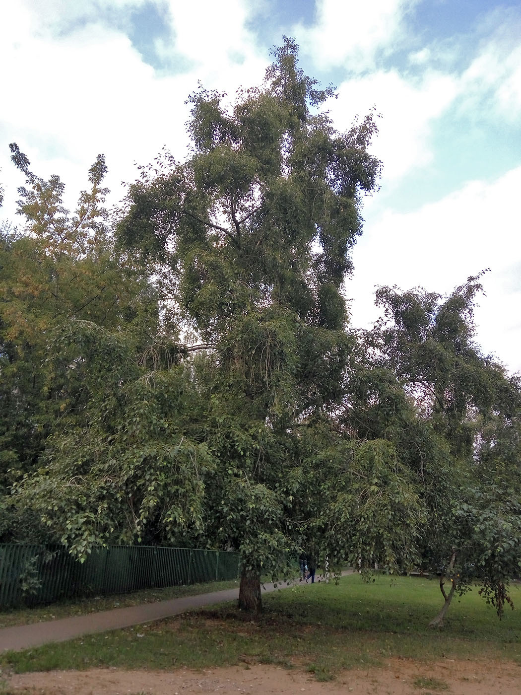 Image of Populus &times; rasumowskiana specimen.