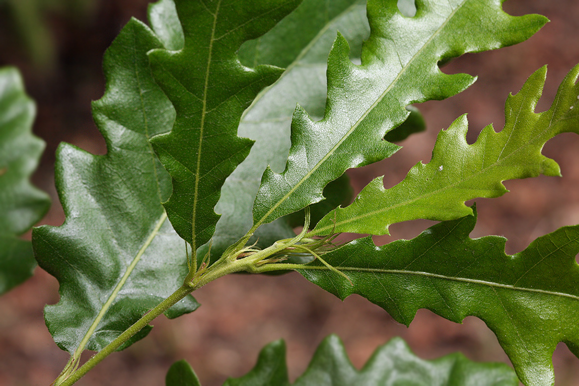 Изображение особи Quercus cerris.