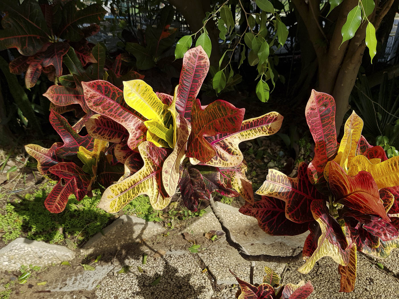 Image of Codiaeum variegatum specimen.