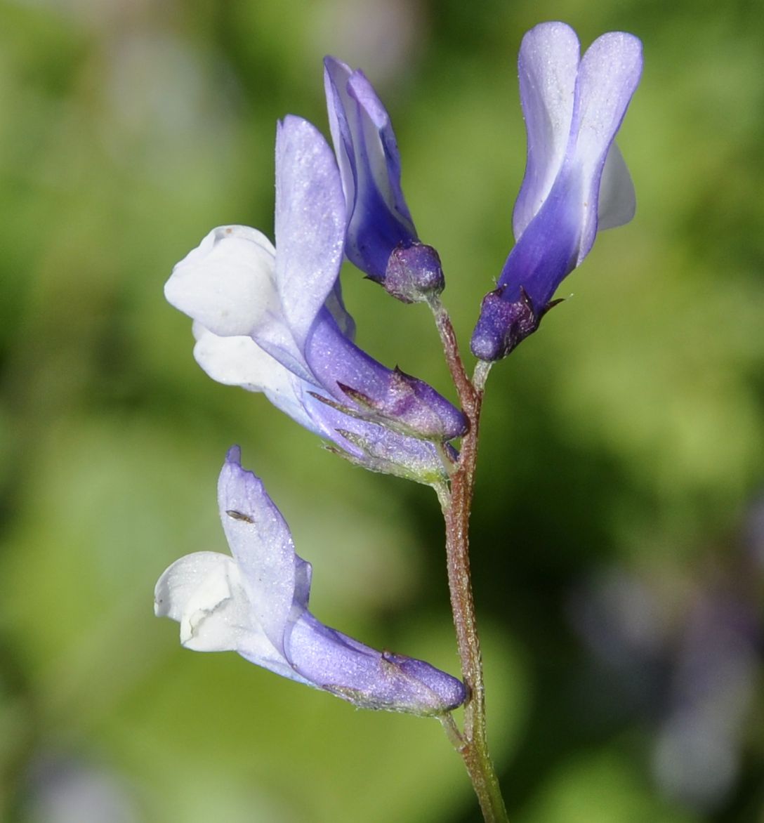 Изображение особи Vicia villosa ssp. microphylla.