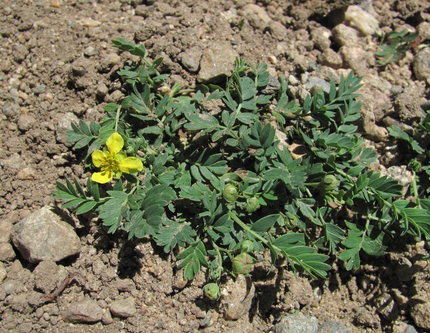 Изображение особи Potentilla orientalis.