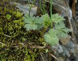 род Aconitum. Вегетирующее растение (Aconitum firmum subsp. moravicum). Чехия, Оломоуцкий край, природный заповедник Jeseníky, субальпийский луг, выход ключа. 15.06.2017.