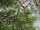Pinus sylvestris подвид hamata. Ветвь. Северная Осетия, Куртатинское ущелье. 06.05.2010.
