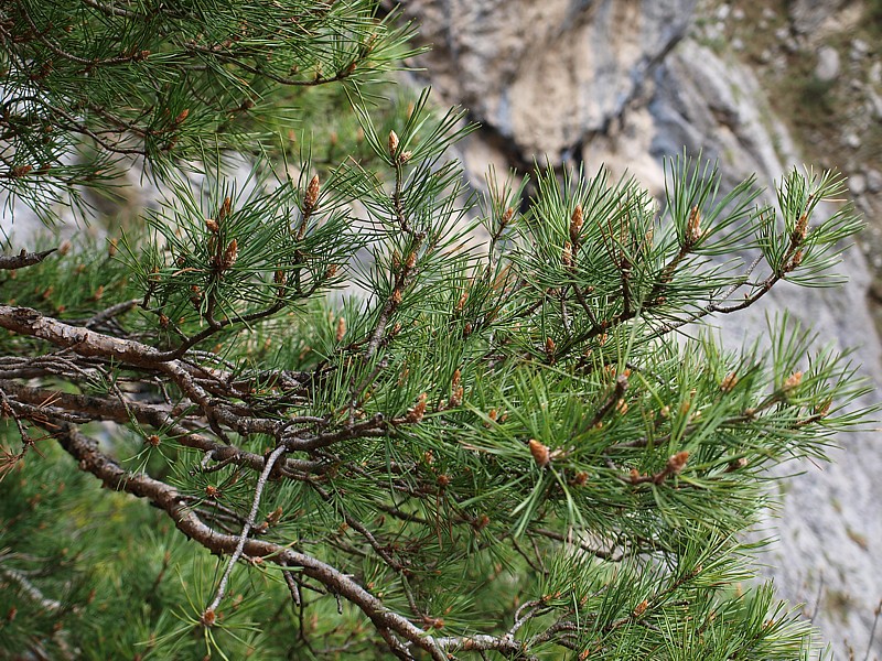 Image of Pinus sylvestris ssp. hamata specimen.