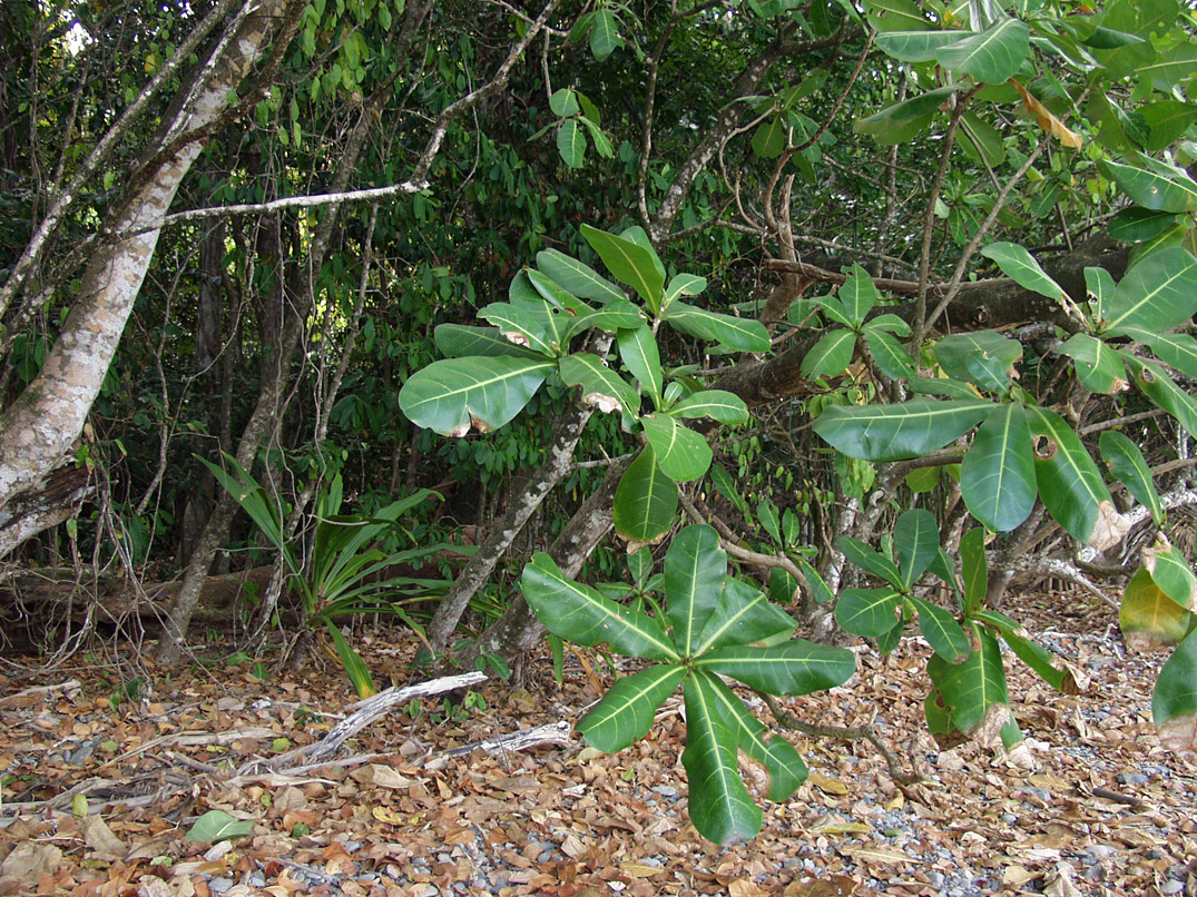 Image of Barringtonia asiatica specimen.