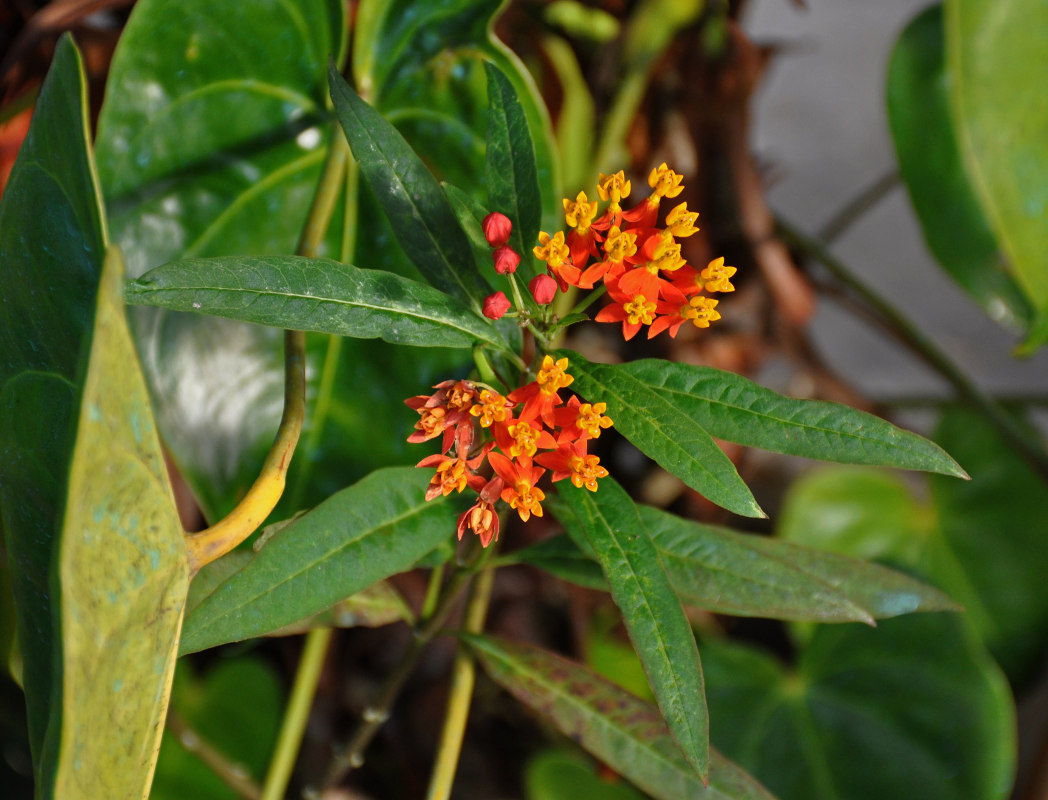 Image of Asclepias curassavica specimen.