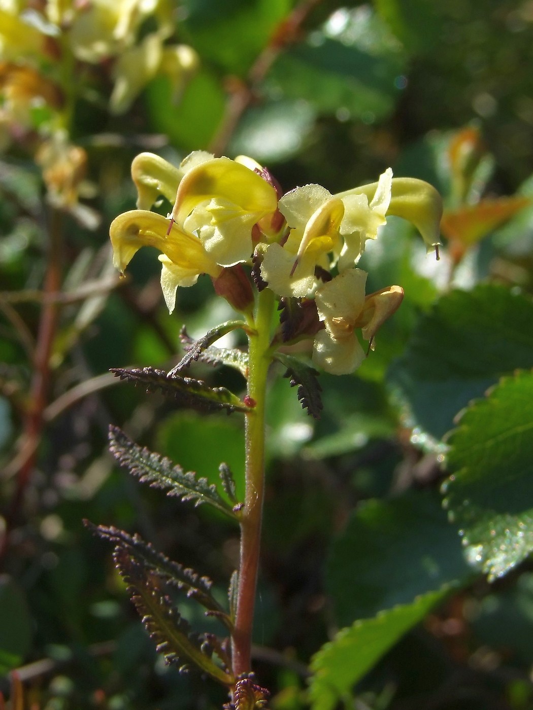 Изображение особи Pedicularis lapponica.