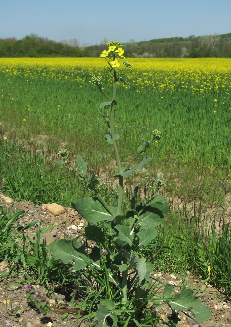 Изображение особи Brassica campestris.