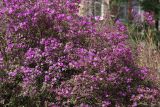 Rhododendron ledebourii. Часть цветущего куста. Санкт-Петербург, ботанический сад БИН РАН, в культуре. 26.04.2018.