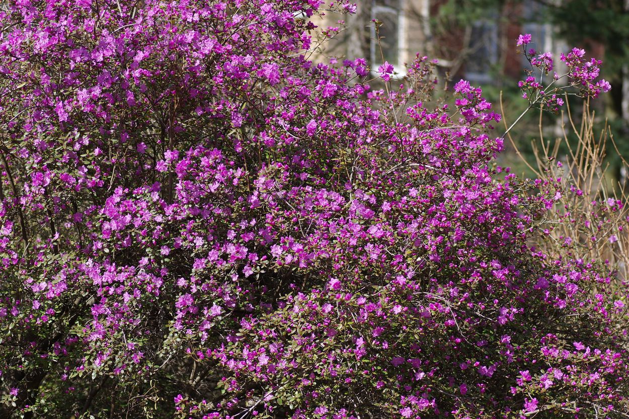 Изображение особи Rhododendron ledebourii.