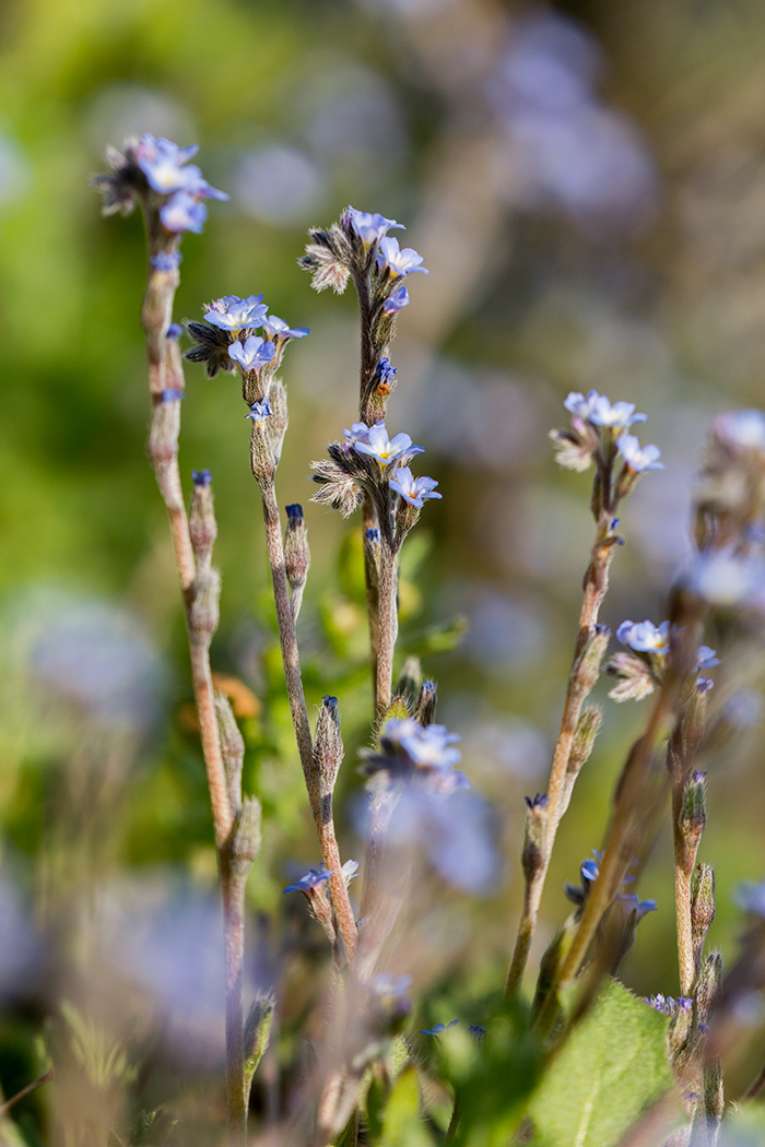 Изображение особи Myosotis incrassata.