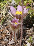 genus Pulsatilla. Цветущие растения (на переднем плане побег Rosa acicuaris). Якутия (Саха), Мирнинский р-н, окр. пос. Светлый, левый берег р. Вилюй, р-н ГЭС. 15.05.2009.