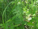 Vicia grandiflora. Верхушка побега с цветком и завязавшимся плодом. Крым, Ю. склон Чатырдаг яйлы. 24 мая 2010 г.