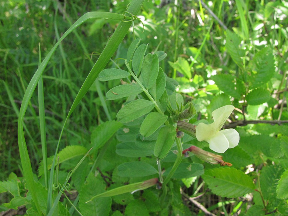 Изображение особи Vicia grandiflora.