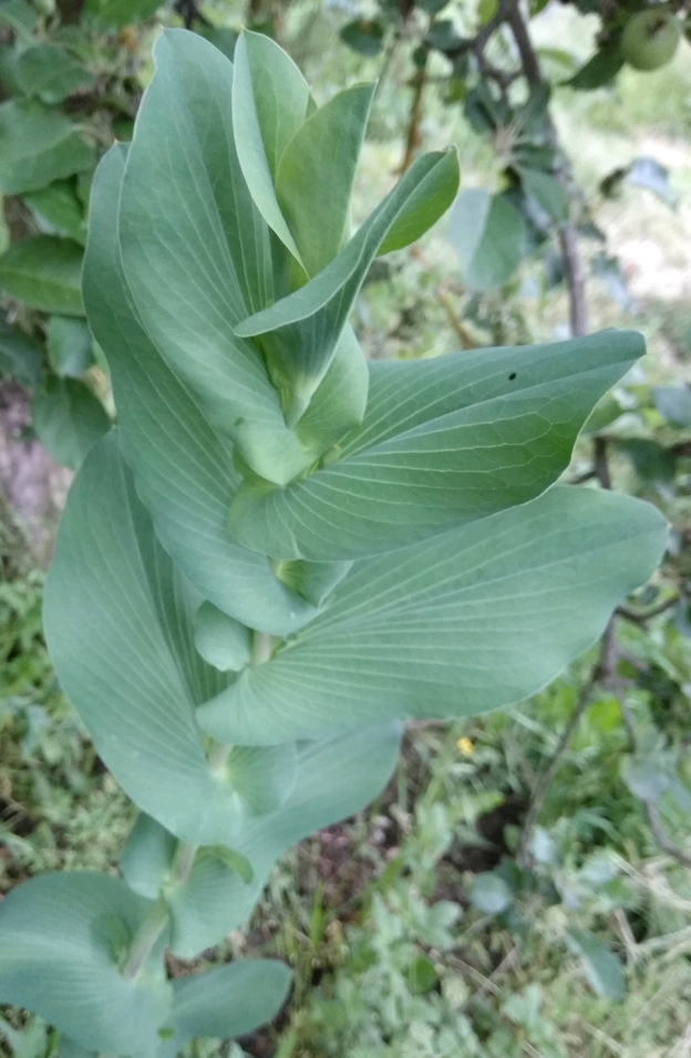 Изображение особи Bupleurum rotundifolium.