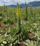 Verbascum speciosum