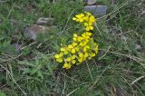 Erysimum ibericum