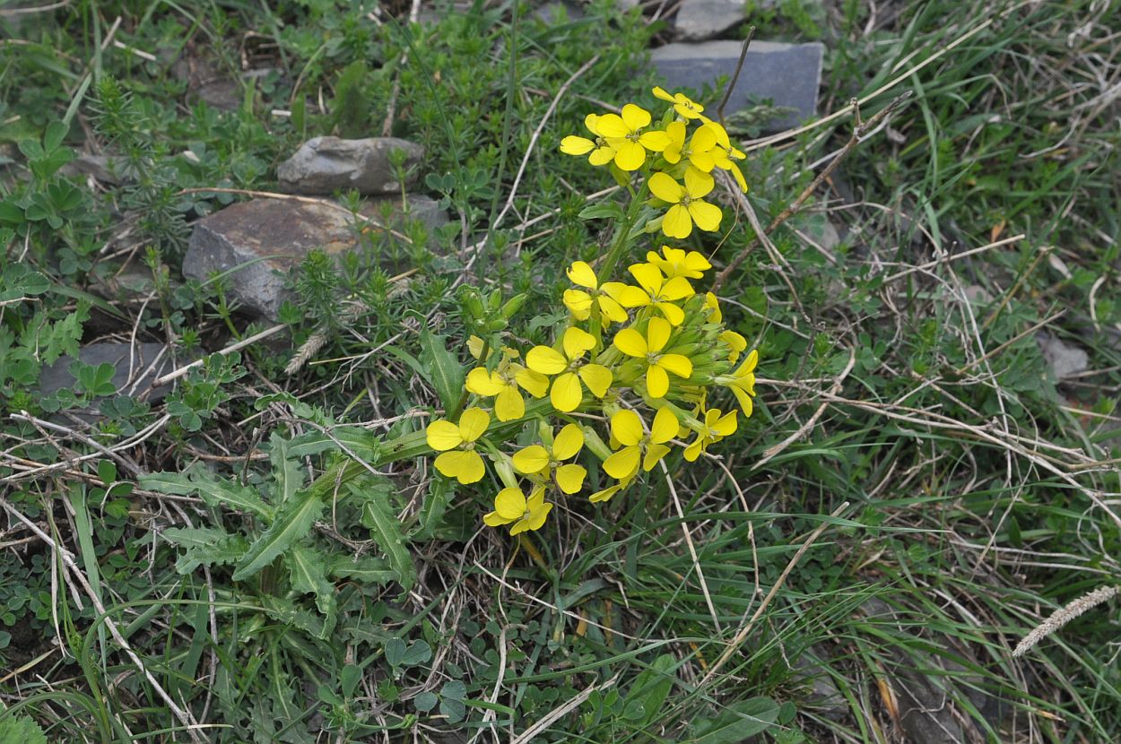 Изображение особи Erysimum ibericum.