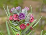 Cynoglossum officinale. Верхушка цветущего растения. Башкортостан, Бурзянский р-н, окр. дер. Галиакберово, долина р. Нугуш, правый берег, галечник. 10 июня 2018 г.