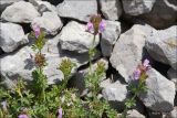 Lamium glaberrimum