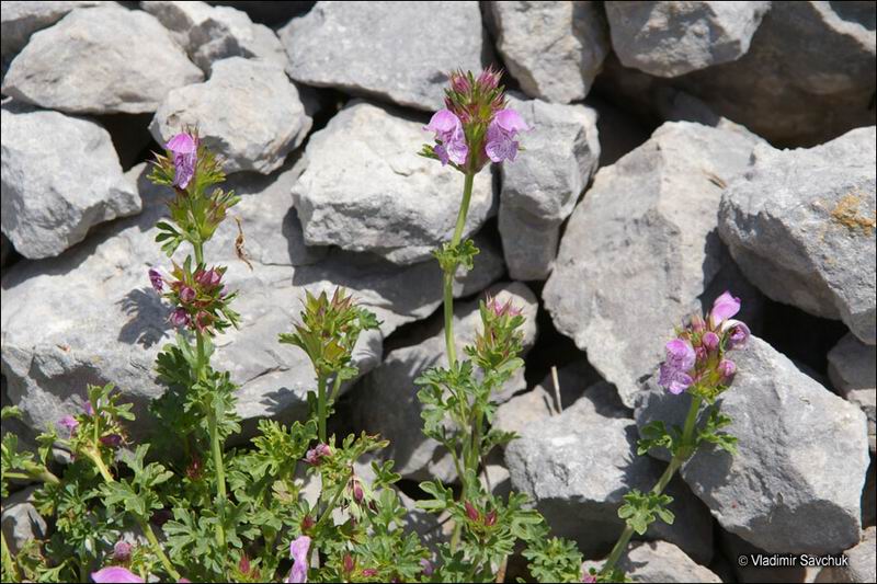 Image of Lamium glaberrimum specimen.