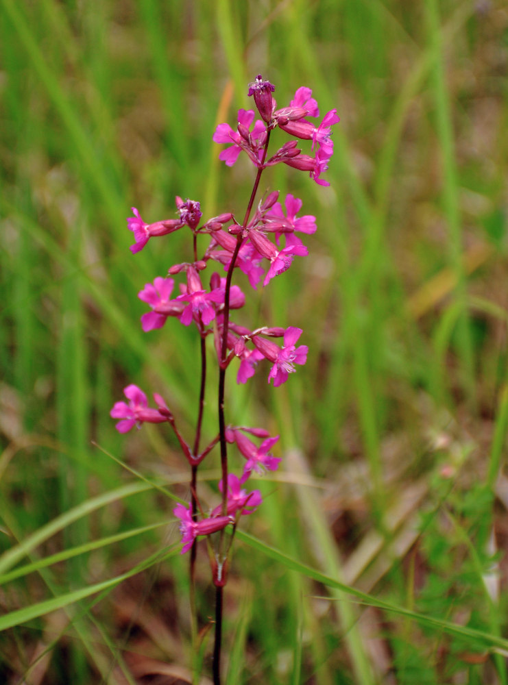 Image of Viscaria vulgaris specimen.