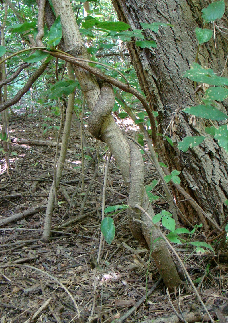 Image of Periploca graeca specimen.