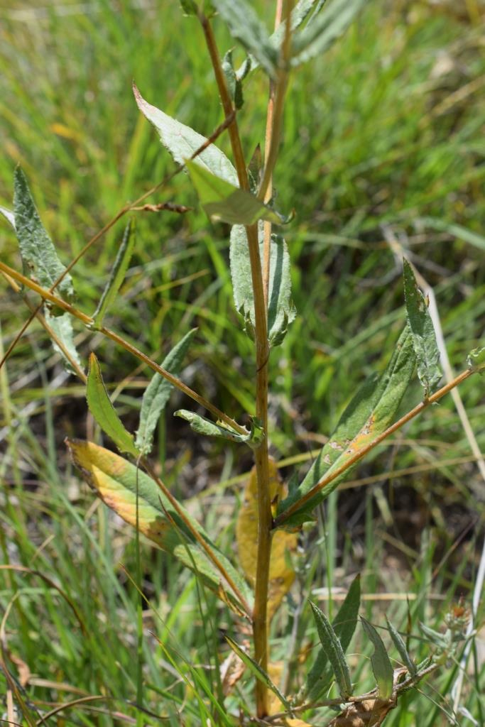 Изображение особи Cousinia margaritae.