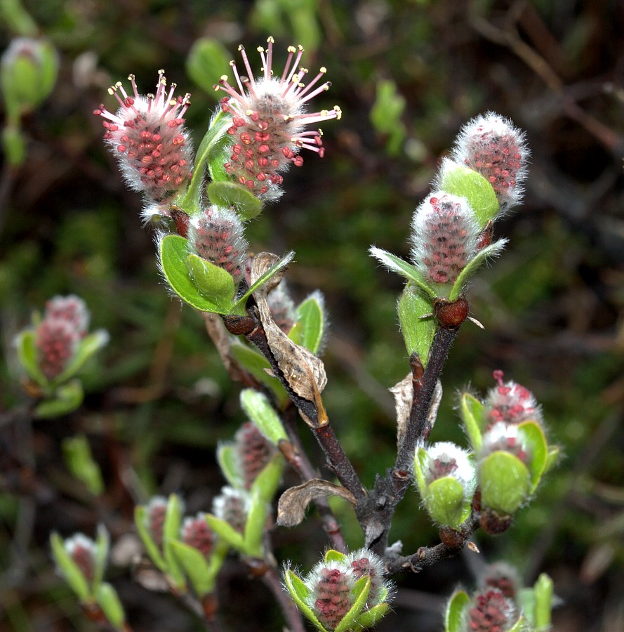 В какой зоне растет карликовая ива. Salix myrsinites. Ива Арктическая. Ива миртолистная. Карликовая Ива.