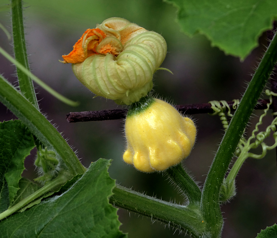 Изображение особи Cucurbita pepo.