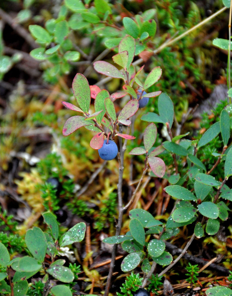 Image of Vaccinium uliginosum specimen.