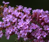 Buddleja davidii