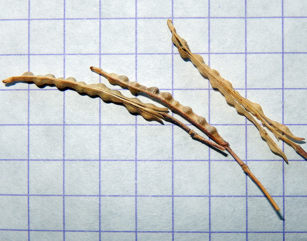 Image of Erucastrum armoracioides specimen.