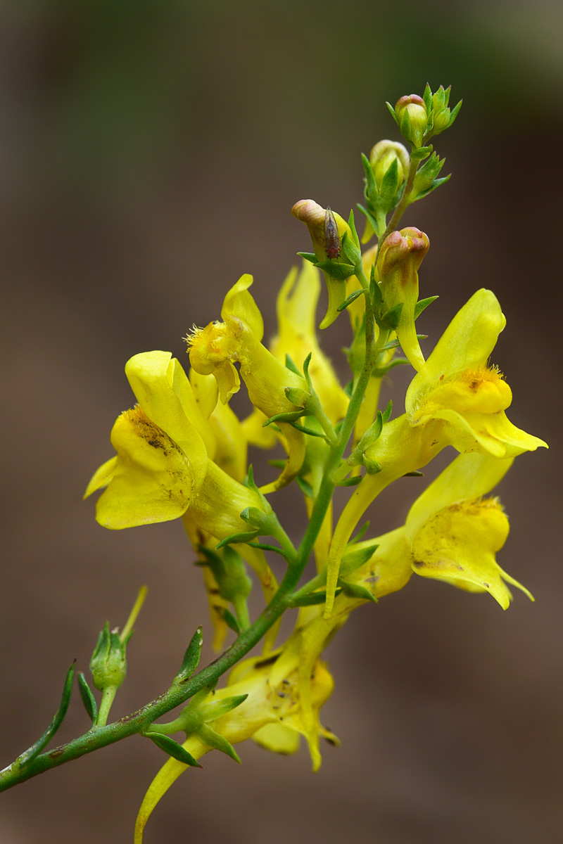 Image of Linaria genistifolia specimen.