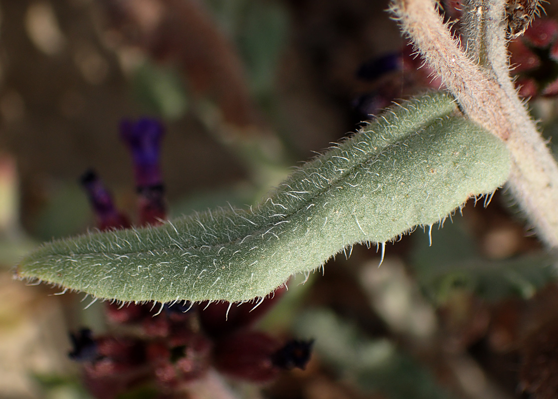 Изображение особи Anchusa hybrida.