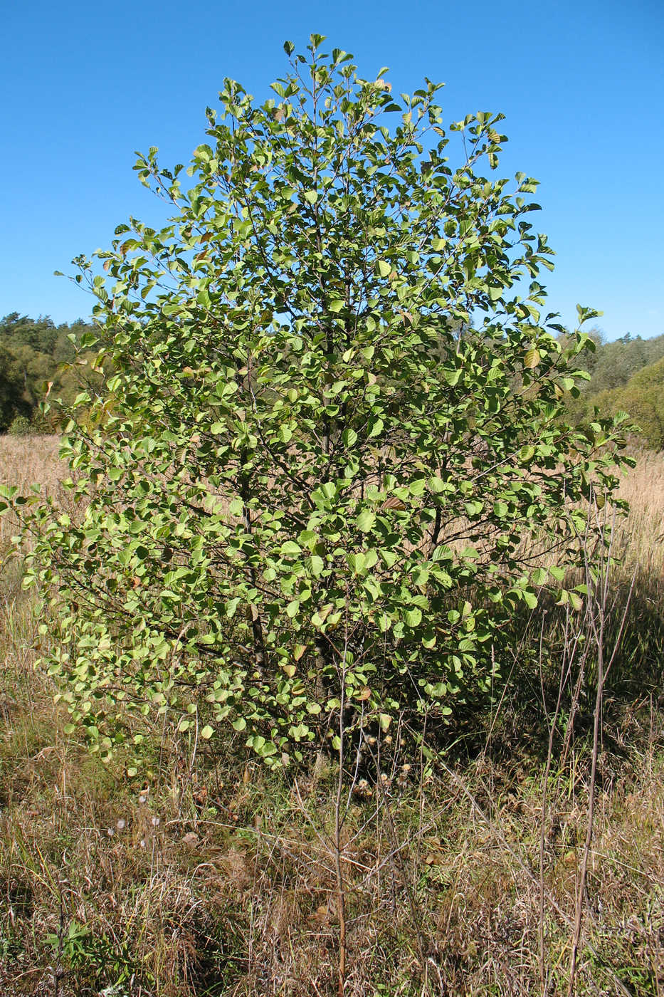 Изображение особи Alnus glutinosa.