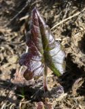 Petasites frigidus