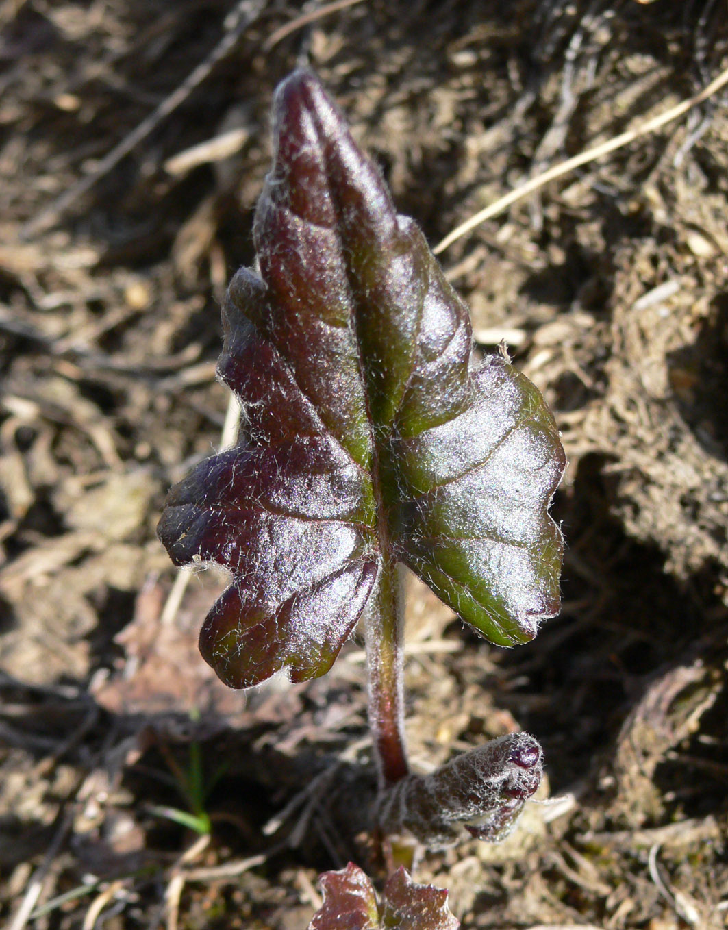 Изображение особи Petasites frigidus.