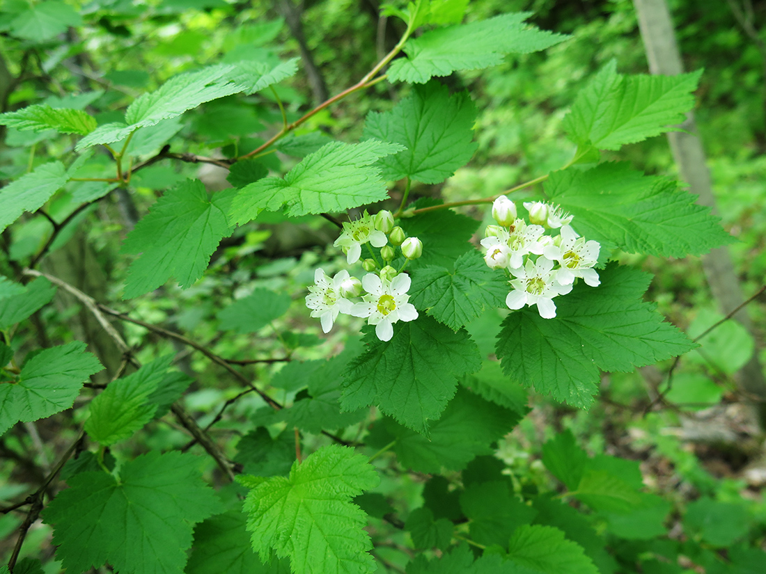 Изображение особи Physocarpus ribesifolia.