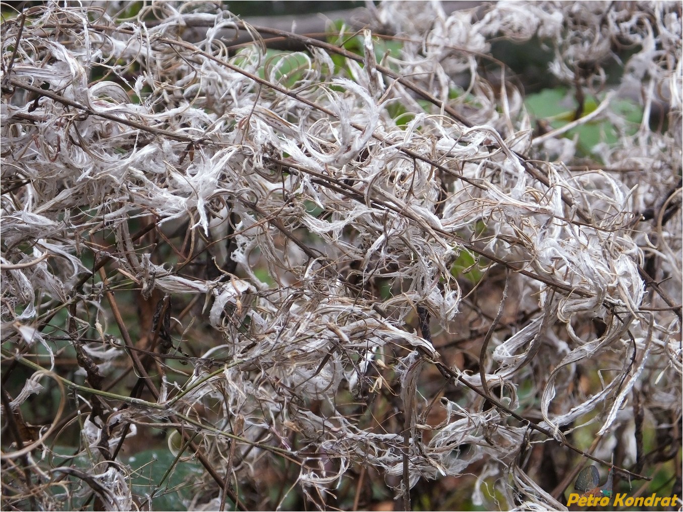 Image of Chamaenerion angustifolium specimen.