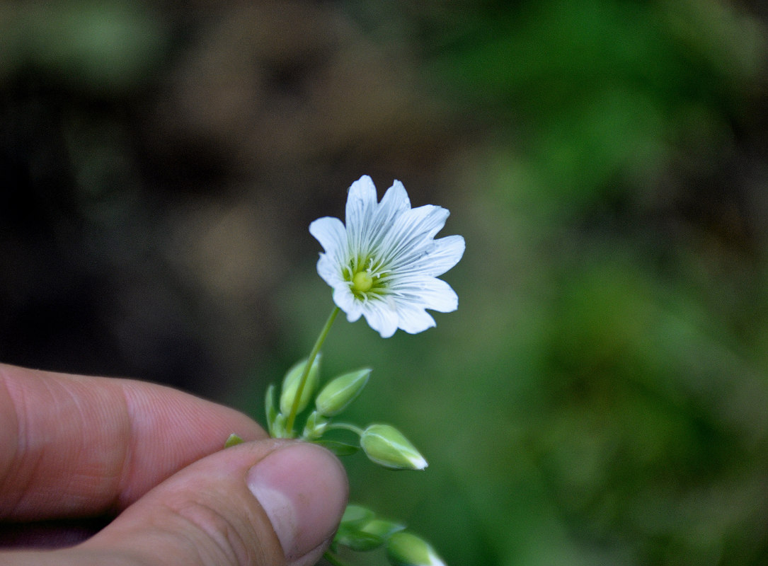 Изображение особи Cerastium davuricum.