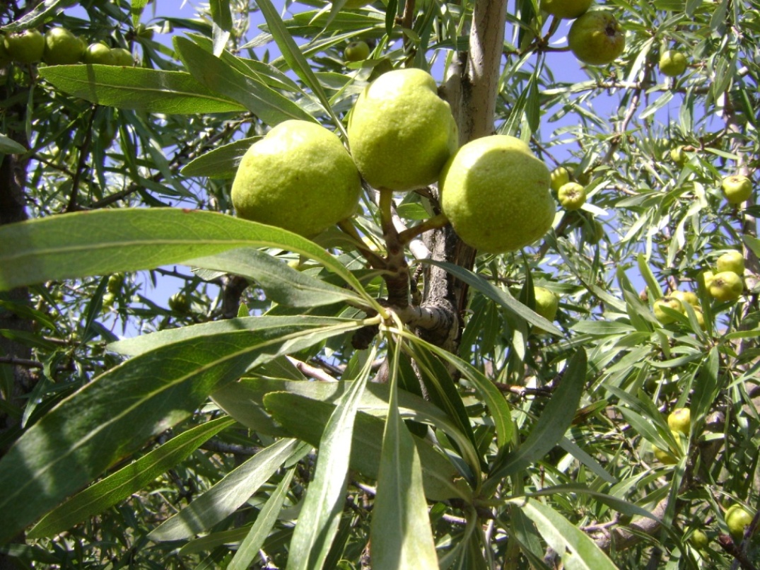 Image of Pyrus salicifolia specimen.